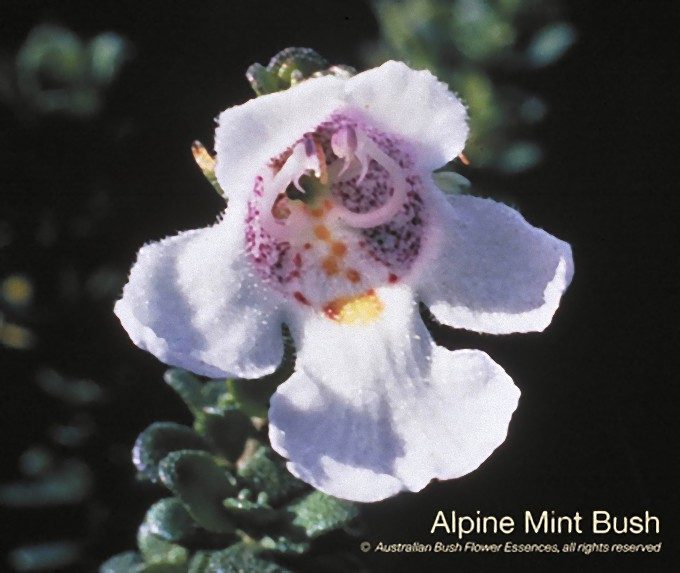 アルパイン ミント ブッシュ