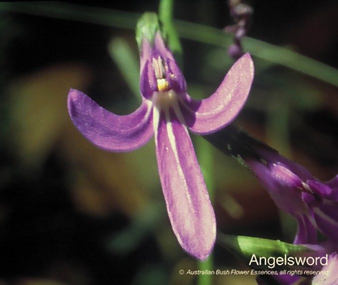 エンジェルソード