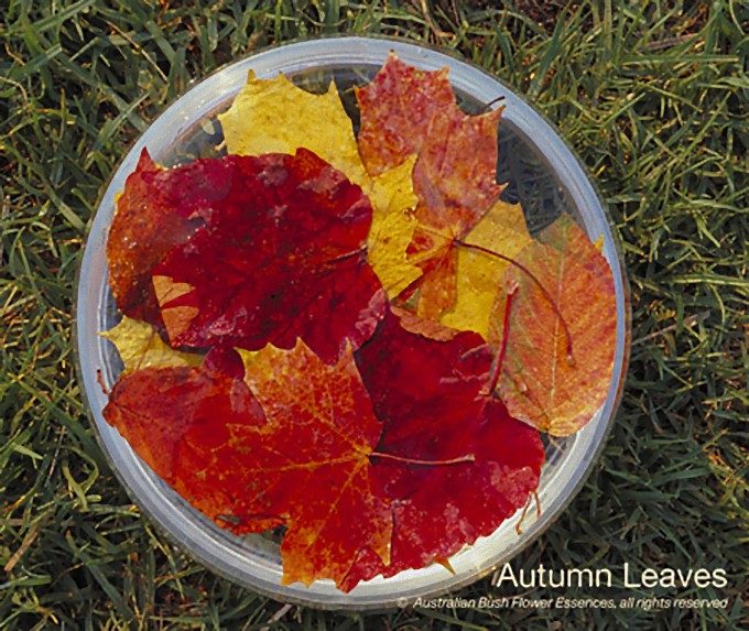 オータム リーブズ