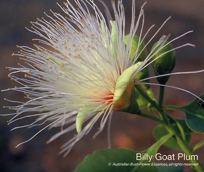 ビリー ゴウト プラム