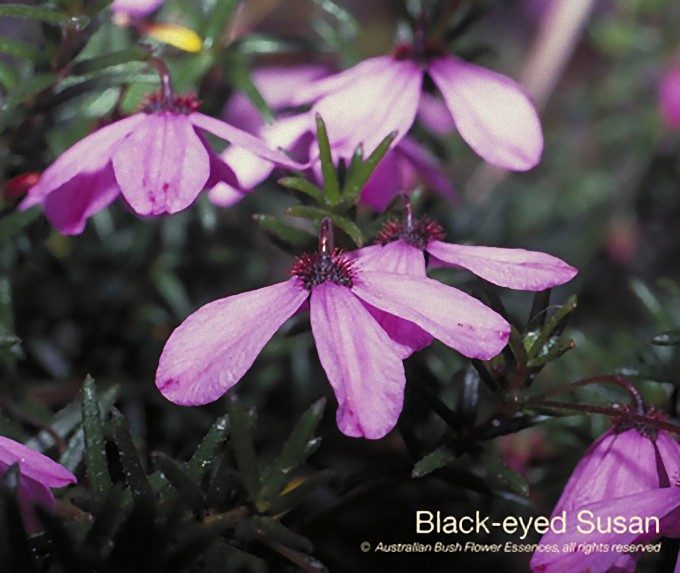 ブラック アイド スーザン