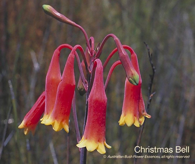 クリスマス ベル