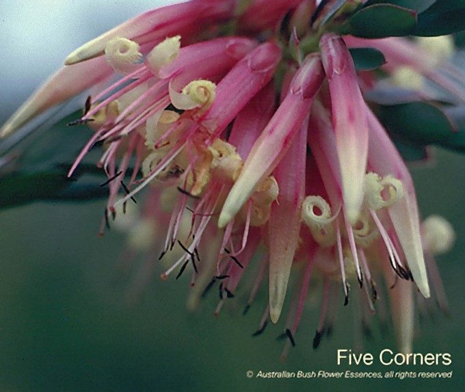 ファイブ コーナーズ