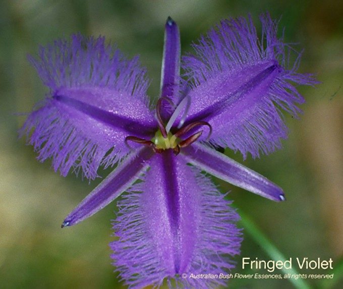 フリンジド ヴァイオレット