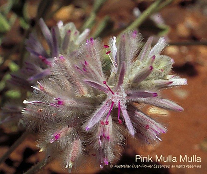 ピンク ムラ ムラ