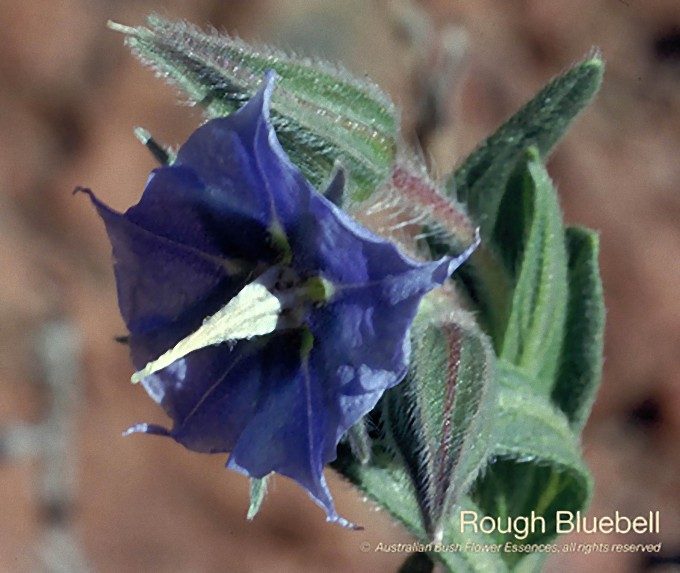 ラフ ブルーベル