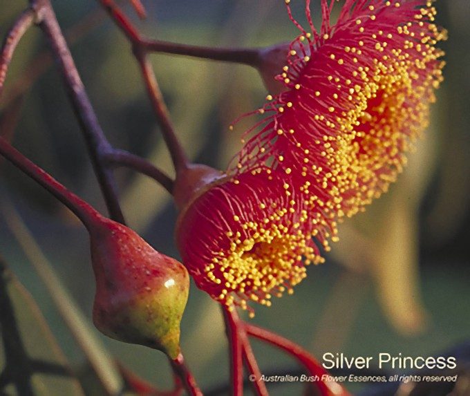 シルバー プリンセス