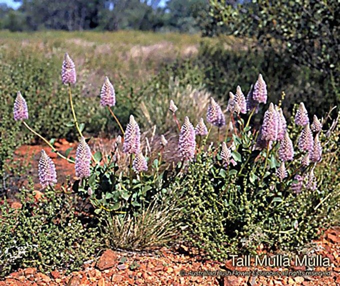トール ムラ ムラ