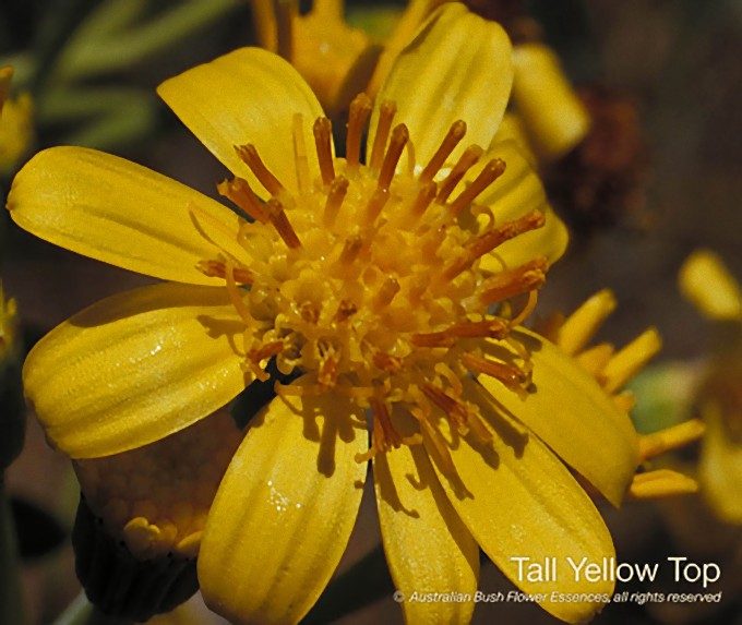 トール イエロー トップ