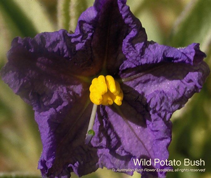 ワイルド ポテト ブッシュ